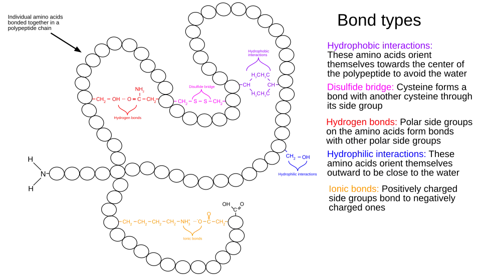 Tertiary Structure of a Protein