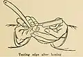 Testing edge after honing by pushing the cutting edge on a moist nail to test its grip