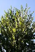 Branches