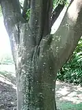 Bark of T. daniellii