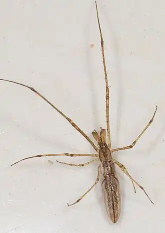 male
