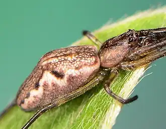 female