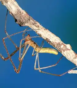 female