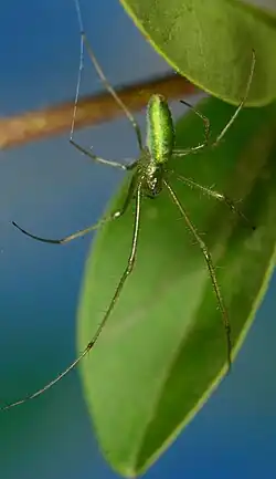 juvenile female