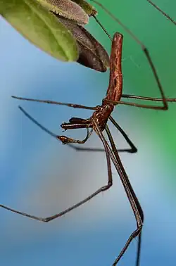 male