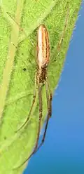 female