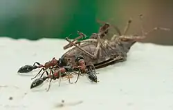 T. rufonigra feeding on beetle