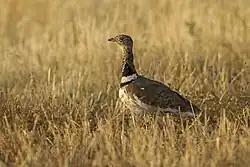 Little bustard, Castuera, Extremadura