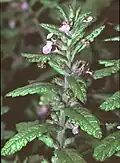 Flowering stalk