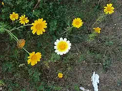 The original photo, aspect ratio 1.333; the lower right part shows some white-colored trash and the upper right shows a dead flower, and both are unwanted objects.