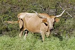 A blonde cow with long spreading horns