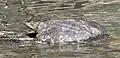 Texas spiny shoftshell turtle (Apalone spinifera emoryi), Brewster County, Texas