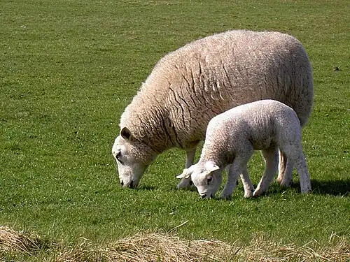 Ewe with lamb on Texel