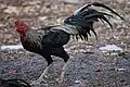 Rooster