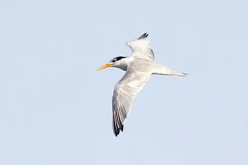 T. b. emigratus, Senegal