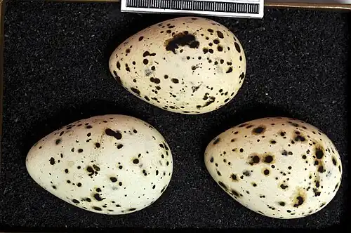 Eggs, collection Museum Wiesbaden