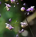 Thalictroideae: Thalictrum delavayi