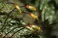 Thamnobryum alopecurum