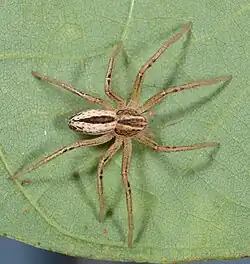 female