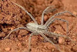 female