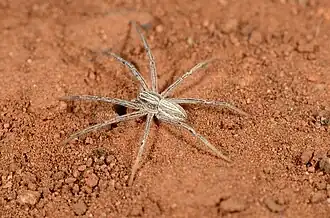 female