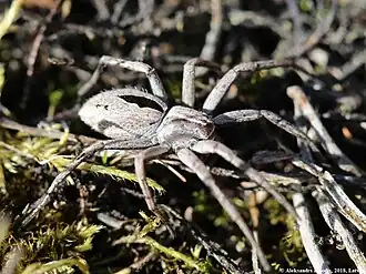 Thanatus formicinus