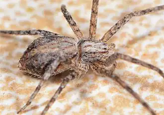 female T. lamottei