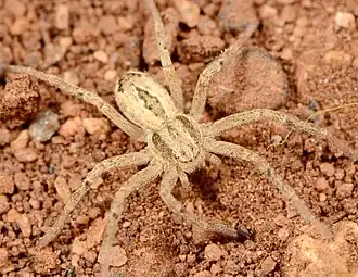 female T. vulgaris
