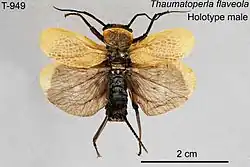 Photograph of Thaumatoperla flaveola holotype
