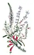 The Romance of Nature (#193) by Louisa Anne Meredith (1812–1895)