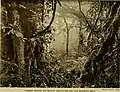 Montane forest below the bamboo zone on Mount Kenya