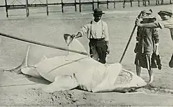 Old photo of dead shark laying belly up on a beach.