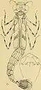 Nymph of Synlestes tropicus