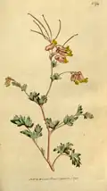 Illustration from The Botanical Magazine Vol. 5, 1792 (as Fumaria glauca)