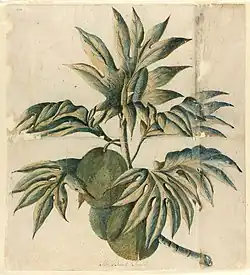 The Bread Fruit