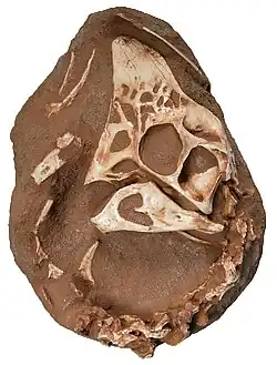 "Ronaldoraptor"