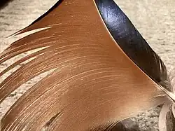 The Sail feathers of a Mandarin duck from the Alojamientos y Recreo Romero, Perú