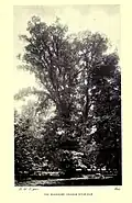 Magdalen College elm in leaf (1899)[23][24]