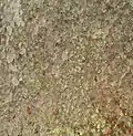 Kauri bark