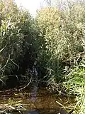 Flow in the Pol River
