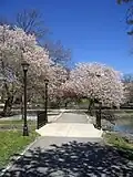 Pond