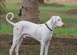 one male