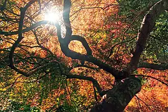 Sun seen through the tree canopy
