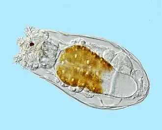 Rotifers, usually 0.1–0.5&nbsp;mm long, may look like protists but are multicellular microanimals