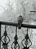 The Shimla Snow