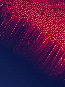 Nanotubes of titanium dioxide (TiO2-Nt) obtained by electrochemical synthesis. The SEM image shows an array of vertical self-ordered TiO2-Nt with closed bottom ends of tubes.