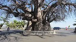 Baobab tree in Mahajanga