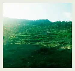 A view of mountain patti. The Forest view patti. Logoja Kogi