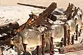 Multiple carps being grilled