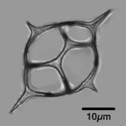 Siliceous skeleton of the dictyochid flagellate, Dictyocha fibula